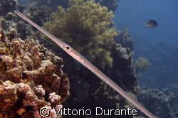 Fistularia Commersonii by Vittorio Durante 